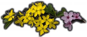 Blumen